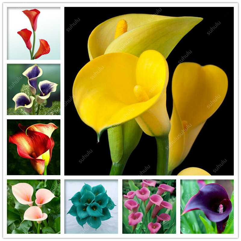 100 pcs Calla Lily bonsai Imported From Holland, Flower Lily palnts, Rare Plants Flowers Home Gardening DIY Garden Supplies