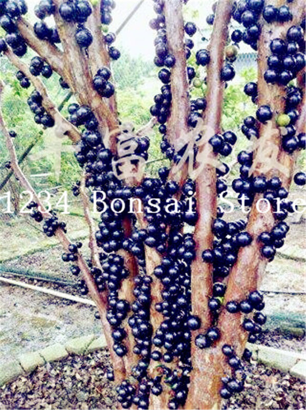 100 piezas de deliciosa planta frutal Plinia Cauliflora Bonsai árbol familia mirtaceae Jabuticaba planta novedosa de uva brasileña