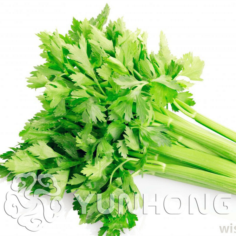 100PCS Parsley Bonsai Concentrated Flavor And Tender Crisp Celery Bonsai small home garden cultivati Free Shipping