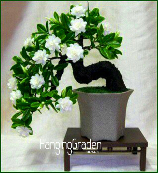 Promoção! 100 unidades/pacote Gardênia planta (Jasmim) * Para Casa Jardim Bonsai Em Vaso, cheiro incrível & belas flores para o quarto, # 6QL