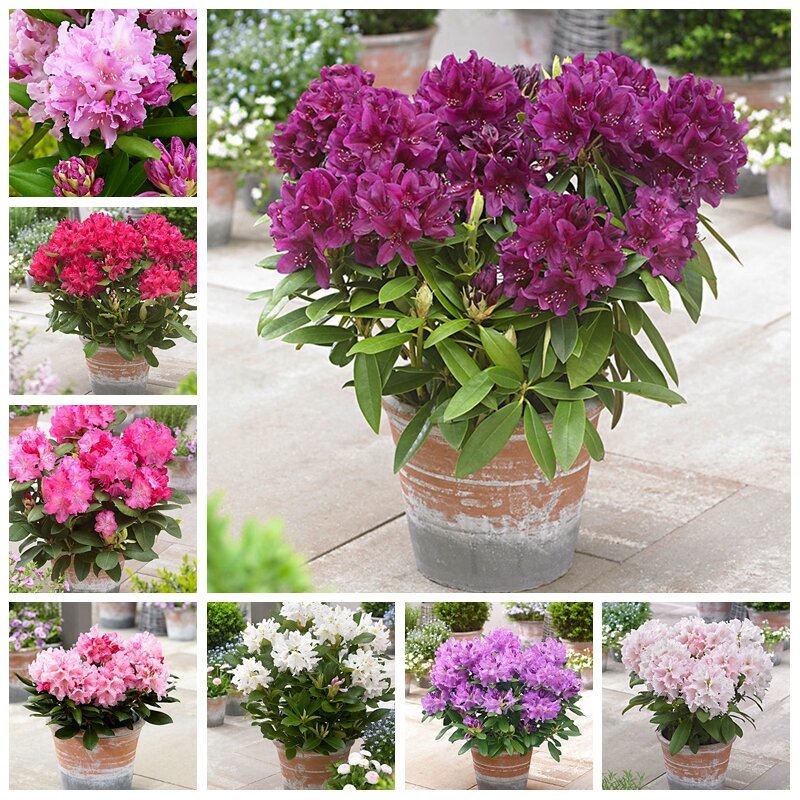 Verkäufe! 200 teile/beutel Seltene Rhododendron Azalee Bonsai Sieht Aus Wie Sakura Japanische Kirsche Blüten Blume Topfpflanze Für Garten Decor