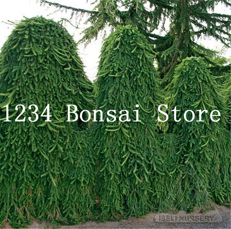 Plantas de abeto de escalada plantas de pino en maceta de bonsái patio jardín macetas plantadores envío gratis 30 piezas de abeto bonsái