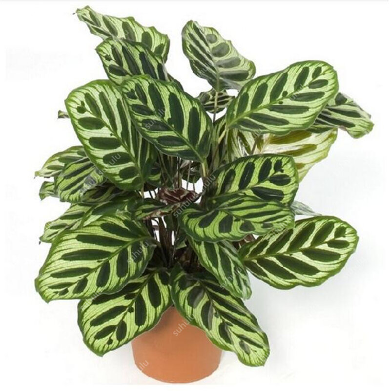 100 piezas raras Calathea bonsái plantas de enfriamiento de aire alta humedad, fácil de cultivar, escritorio de oficina bonsái para macetas de flores