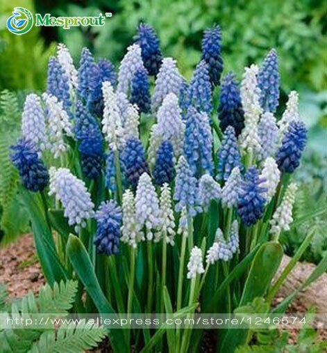 100% authentic 30pcs Colorful Rainbow  Lupine Flower Seeds Ornamental flowers 99% Germination Free shipping