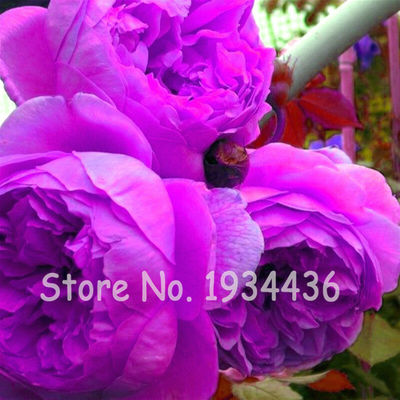 20 piezas de doble peonía Bonsais flores hogar Arvores perennes Para Plantar Rosa China Paeonia Suffruticosa Pflanzen Jardinagem