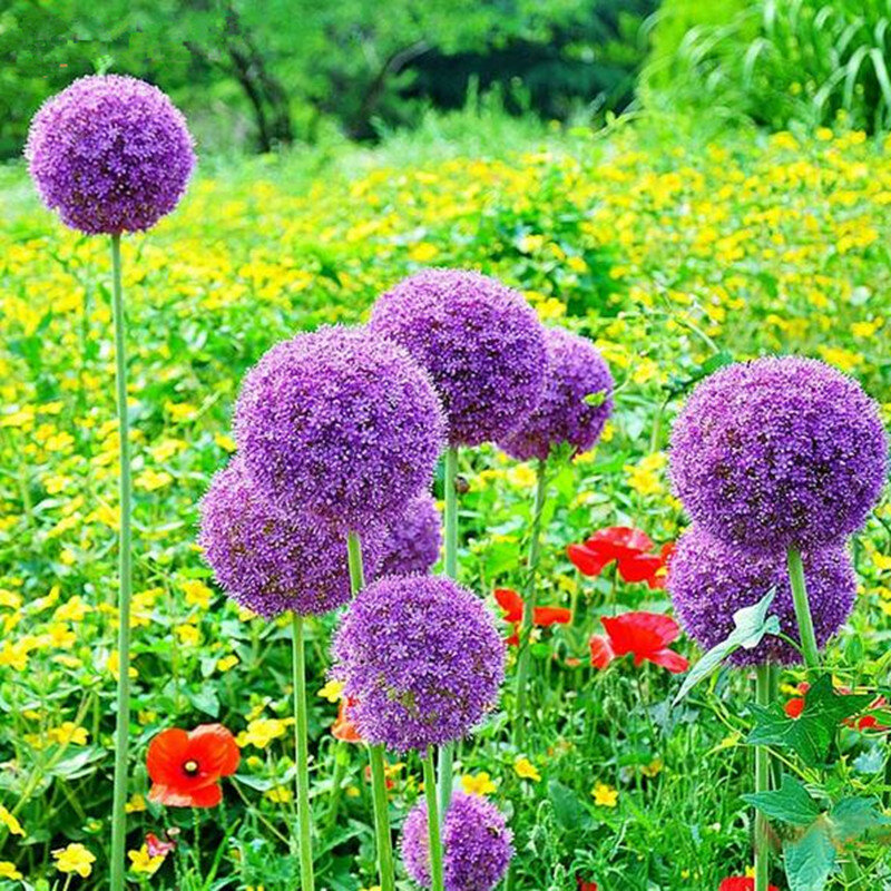 120 piezas púrpura gigante Allium Giganteum hermosa flor bonsais planta de jardín de la incipiente 95% rara flor para chico