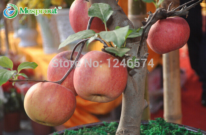 100 pcs Bonsai Apple Tree Seeds rare fruit bonsai tree-- red delicious apple seeds garden for flower pot planters