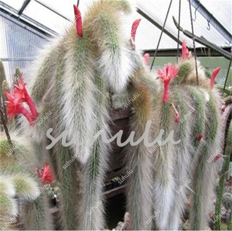 Grande promoção!!! 50 pces muitos tipos cactus bonsai, variedade rebutia cor de floração cactos raro cactus escritório mini planta suculenta