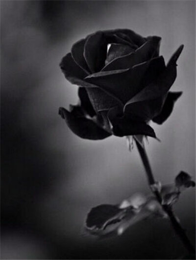 200 pièces mystérieux noir Rose bonsaï fleur plante bonsais belle noir Rose