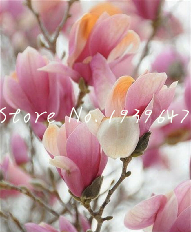 ¡Gran promoción! 100 piezas de plantas de jardín Magnolia Bonsai árbol maceta plantas de flor perenne al aire libre Multicolor Magnolia flor árbol