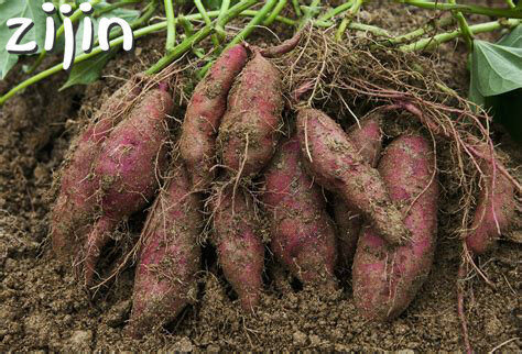 100pcs Sweet potatoes Ipomoea batatas Delicious ingredients Organic Non-GMO Vegetable for yard&farm bonsai planting