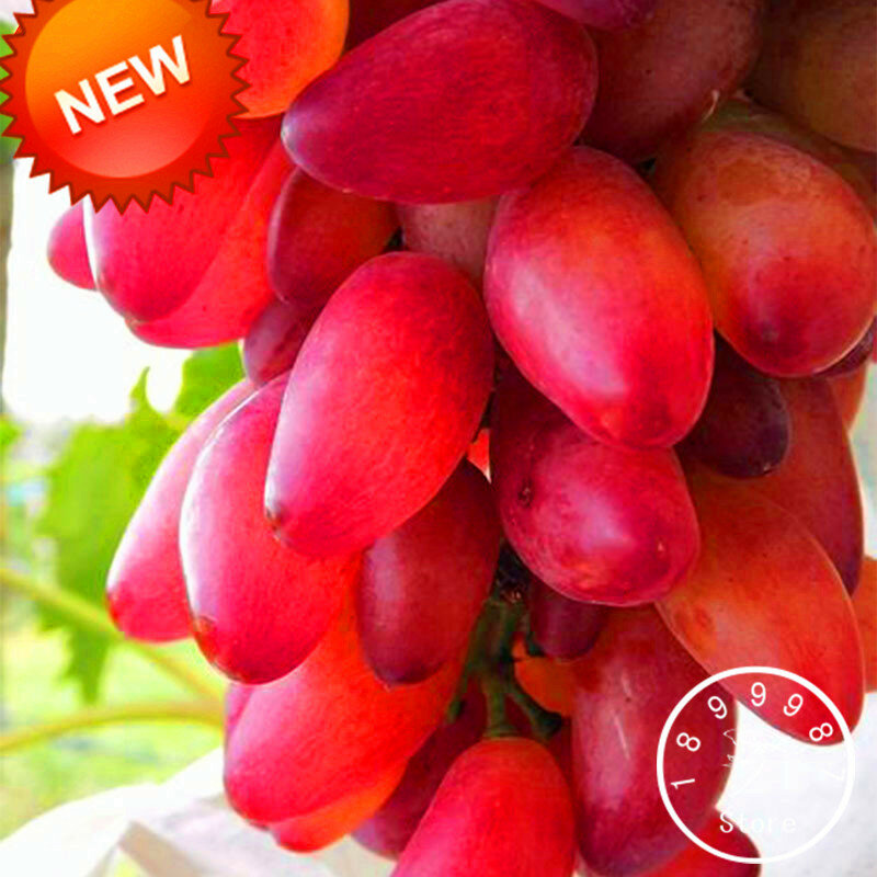 ¡Venta caliente! 100 unids/lote raro dedo rojo uva bonsai fruta avanzada flores crecimiento Natural uva jardinería frutas plantas, # LGG5BV