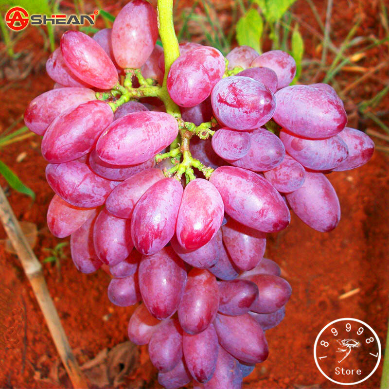 Hot Sale!100 PCS/Lot Rare Red Finger Grape bonsai Advanced Fruit flores Natural Growth Grape Gardening Fruit Plants,#LGG5BV