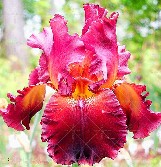 BONSAI 50 sztuk/worek rzadka Iris Bonsai kwiat 24 kolory scheda Iris kwiat roślin dla domu ogród