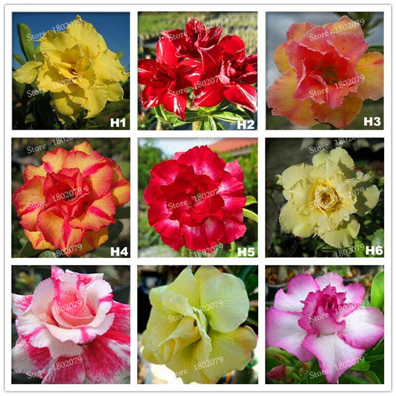 정품 adenium obesum flores, 12 pcs 사막 장미 꽃 plantas, 100 종류 혼합 분재 다년생 식물 가정 및 정원