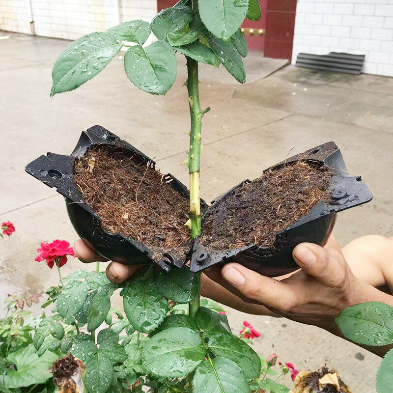 Pianta radicazione palla propagazione scatola di radicazione pianta Cloner innesto allevamento semina contenitore vivaio scatola semi da giardino casi di radice