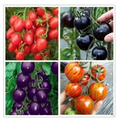 Tomato seeds four seasons sowing fruit seeds balcony potted graines a planter home sementes´ plantas frutiferas