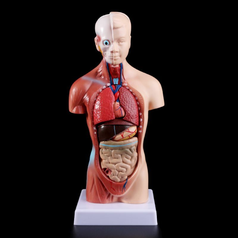 2021 جديد جسم الإنسان الجذع نموذج تشريحي الأعضاء الداخلية التشريحية للتعليم