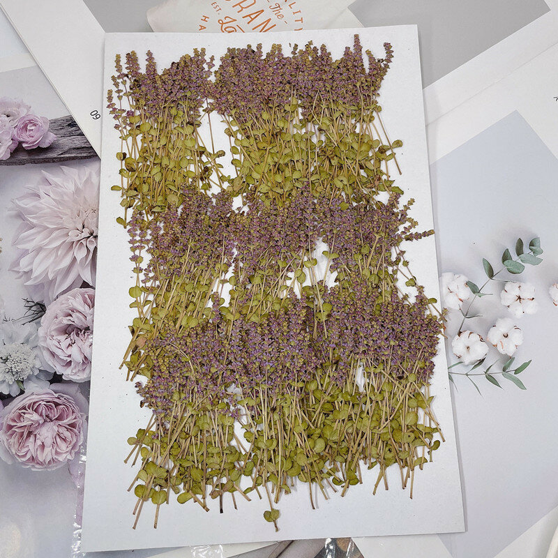 60pcs Pressed Dried Flower Rotala indices Herbarium For Epoxy Resin Jewelry Making Makeup Face Bookmark Nail Art Craft DIY