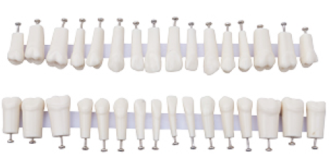 Model zębów zastępczych ze śrubami zęby stałe z prostymi korzeniami