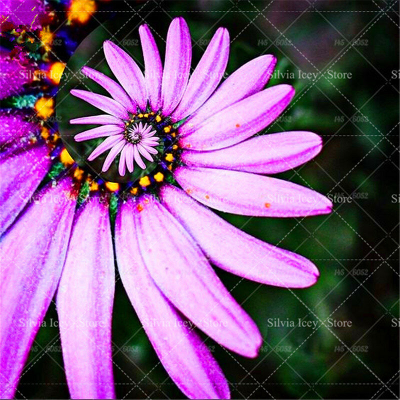 30 stücke Seltene Daisy Blume Semo 22 Farben Mehrjährige Rotierenden Chrysantheme Blume Bonsai Pflanzen für Haus Garten Topf