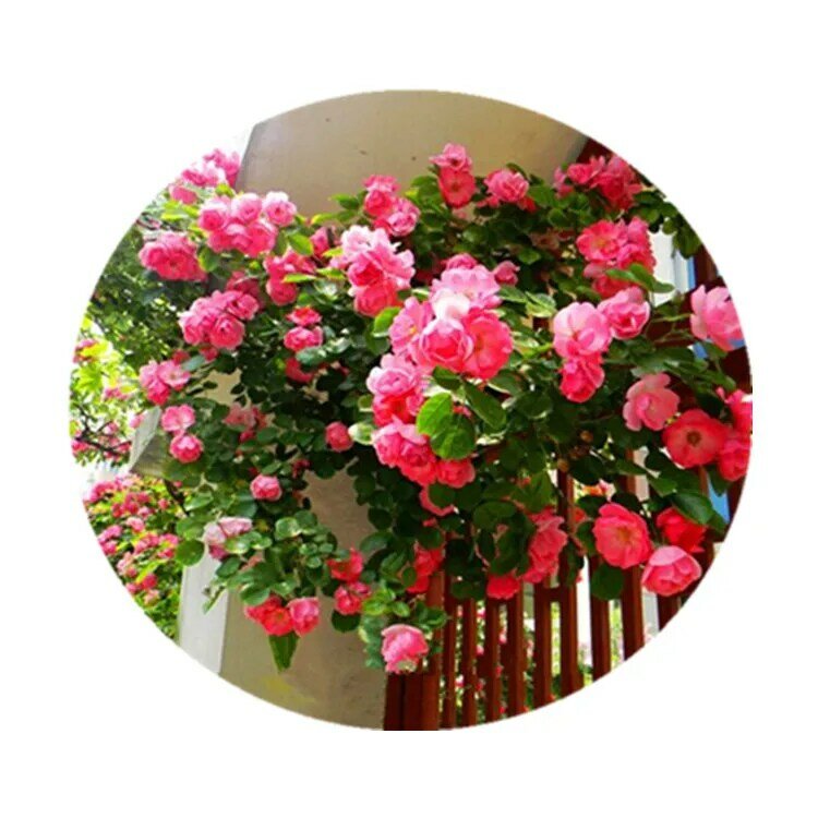 Rosa Semi Di Rosa Piantine di Fiori Multi-fiore Della Vite Piantine di Piante Verdi In Vaso Da Giardino Balcone Arrampicata Quattro Stagioni Rosa Rose