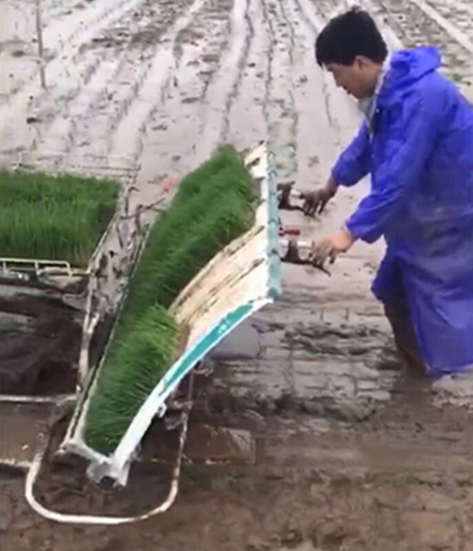 Transplantador de arroz de mão passo-a-passo, transplantador de arroz automático de campo de arroz, 6 linhas de máquina de criação de mudas de arroz