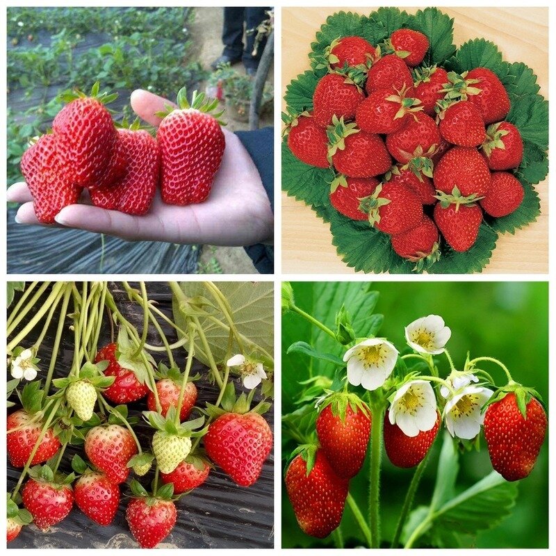Speciale Aardbei Meststof Aanvullende Plant Voeding Hydrocultuur Uitgebreid Fruit Rapid Wroeten Voor Huis Tuin Bonsai