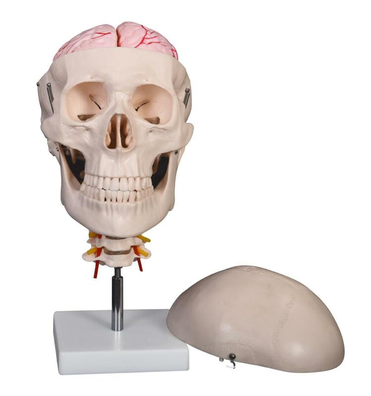 Crânio com 8 partes cérebro e coluna cervical modelo de ensino médico