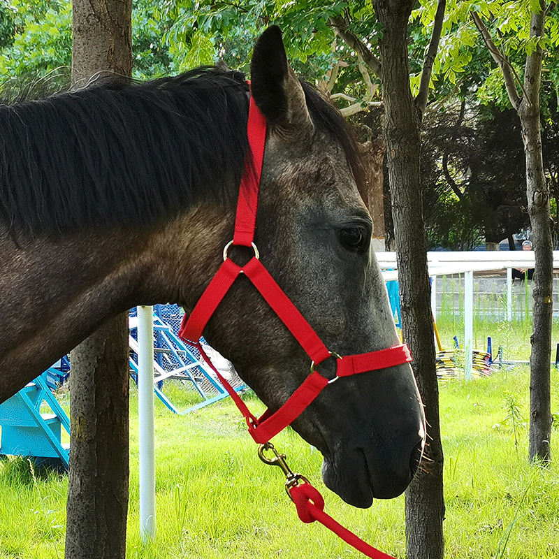 Pabrik Cavassion penjualan langsung anti-gesekan melindungi kulit kuda pengiring kuda Riding Halter8218001