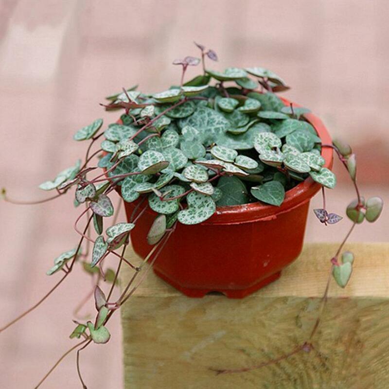 Vaso de flor cesta reutilizável aumentar plástico leve pendurado plantador decoração ao ar livre pote
