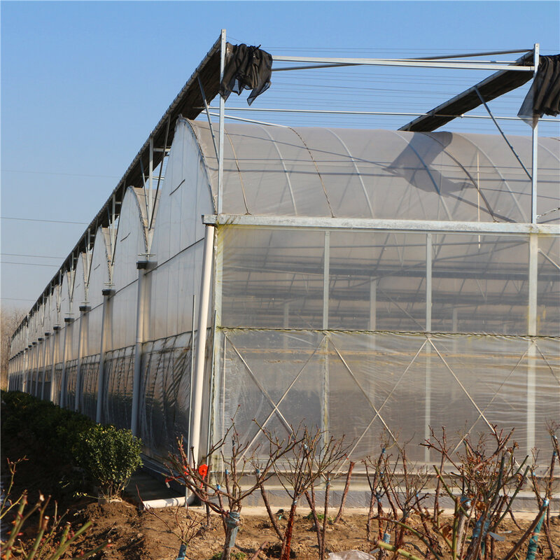 A multi span film greenhouse for soil farming 24m*30m