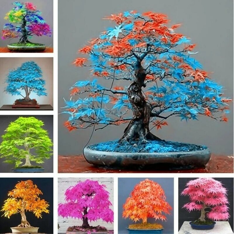 DIY bonsái ornamento Pino árbol planta Decoración Accesorios