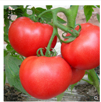 Four Seasons Indoor Vegetable Seeds Home Balcony Potted Tomato Seeds home graines a planter