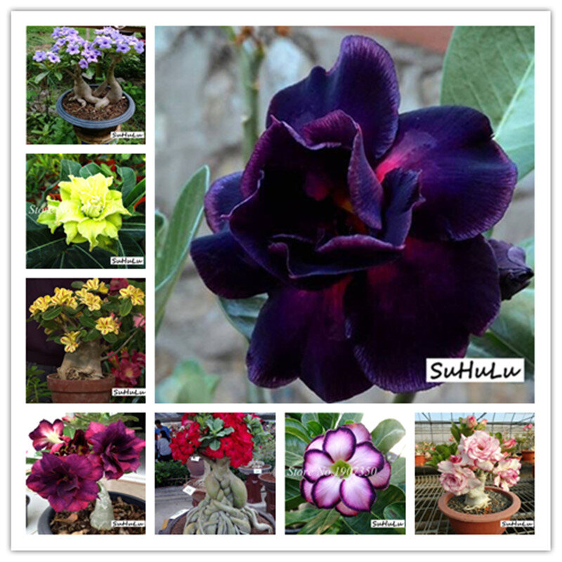 14 sortes 5 pièces différentes couleurs Adenium obéum bonsaï plante en pot 100% de haute qualité véritable désert Rose vivace pour jardin