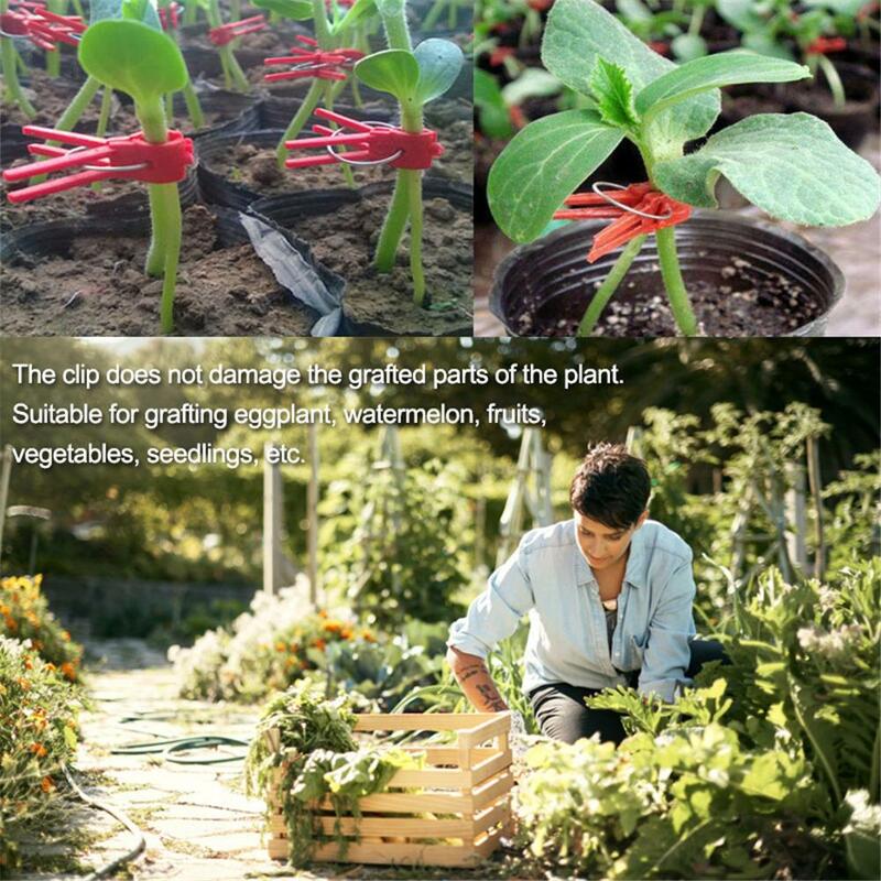 50 pces plantas grampos de enxerto plástico ferramentas de jardim para pepino berinjela melancia