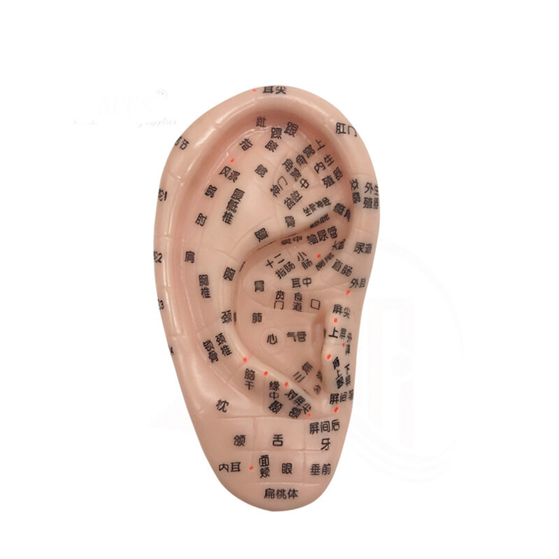 Modelo de acupresión de oído chino estándar de 17cm, suministros médicos de la Unión de acupuntura china