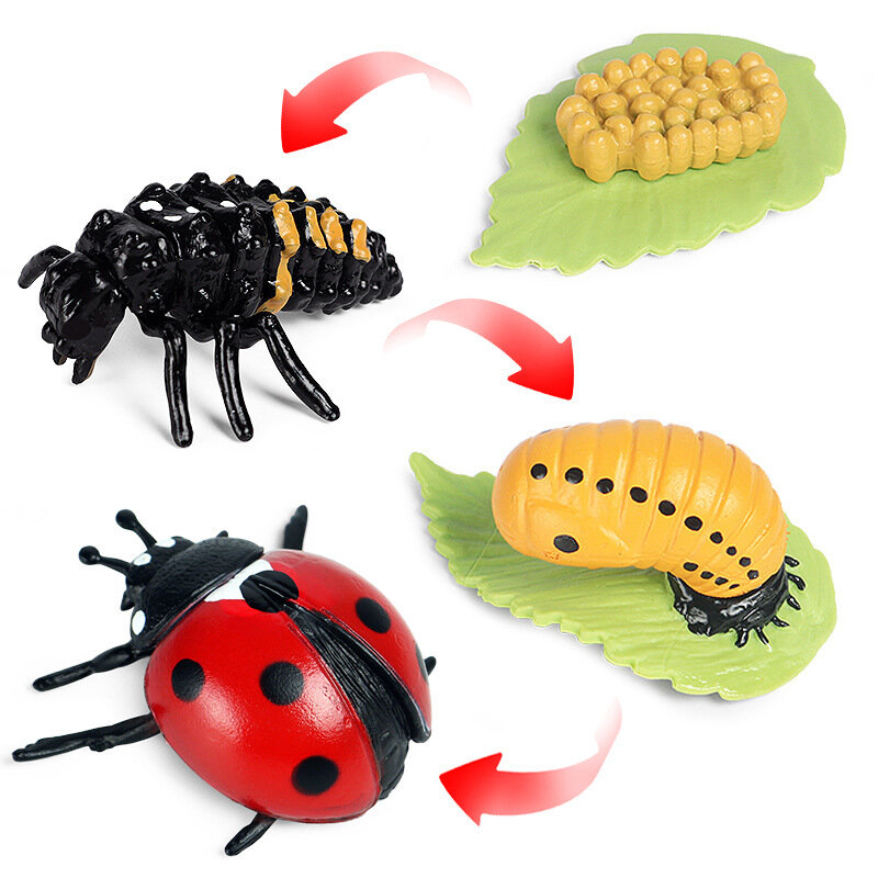 Simulation Insect Growth Cycle Animal Model Butterfly Bee Ladybug  Action Figurine Miniature Educational Toys for Kids Classroom