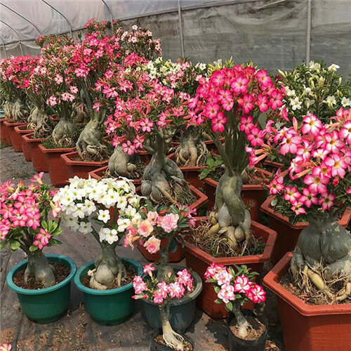 14 tipos 5 uds. Varios colores bonsái adenium obesum maceta planta 100% alta calidad auténtica rosa del desierto perenne para el jardín