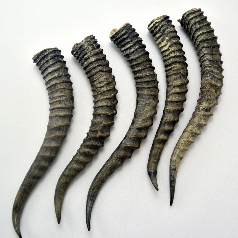 Natural antelope horns decor antlers Make Knife handle material
