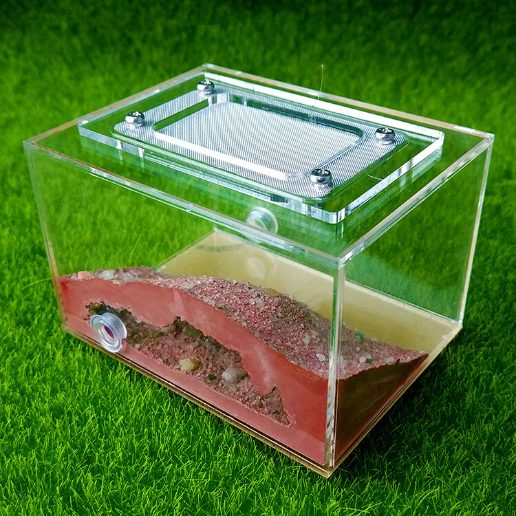 [Ants Dealer] Professional Dsigned Ants Farm Ants Nest  Formicarium for Young Queens or Small cononies messor & Camponotus