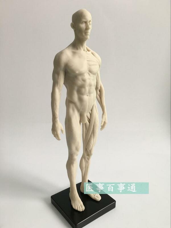 30cm medyczne rzeźby rysunek CG odnosi się do model anatomiczny człowieka układu mięśniowo-szkieletowego z czaszki struktury męski/żeński