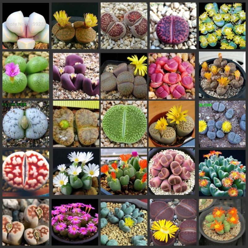 50 Uds Lithops cactus suculentas S
