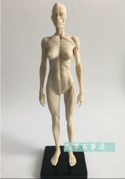 Escultura médica de dibujo CG de 30cm, modelo de anatomía de hombre/mujer, músculo-esqueleto humano con estructura de calavera