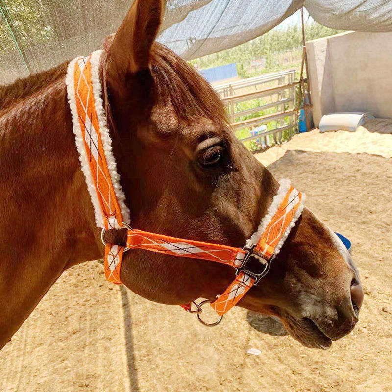 2021 Nieuwe Koop Paard Hoofdstel Paardensport Levert Paard Apparatuur Comfortabele Verstelbare Duurzaam Hight Quaily Eenvoudige Paard Halter