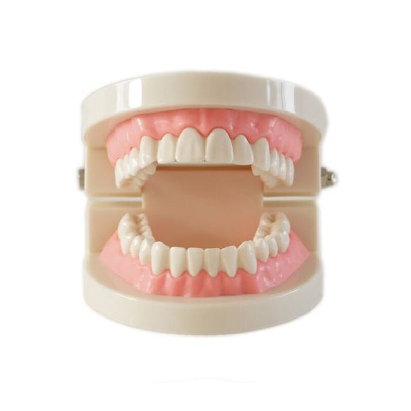 Ferramenta de ensino médico dentes modelo dental decoração especial clínica personalizado estatuetas decorativas