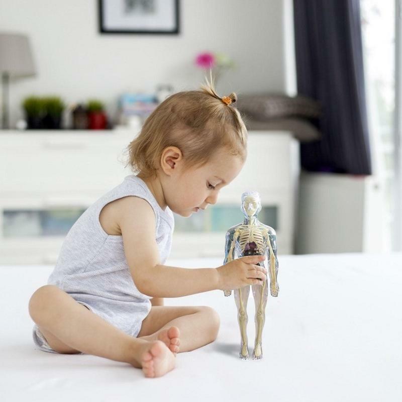 Modelo de cuerpo humano Visible 3D realista para niños, modelo de anatomía, esqueleto, modelo de ensamblaje anatómico, muñeca de juguete, Kit de Ciencia Educativa