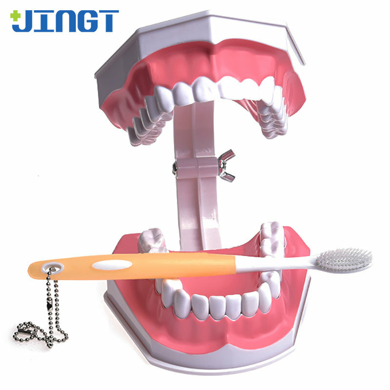 JINGT الأسنان نموذج لشكل الأسنان عن طريق الفم التدريس المعرفي ممارسة قالب الأسنان وهمية طب الأسنان ممارسة قوالب أطقم الأسنان أدوات