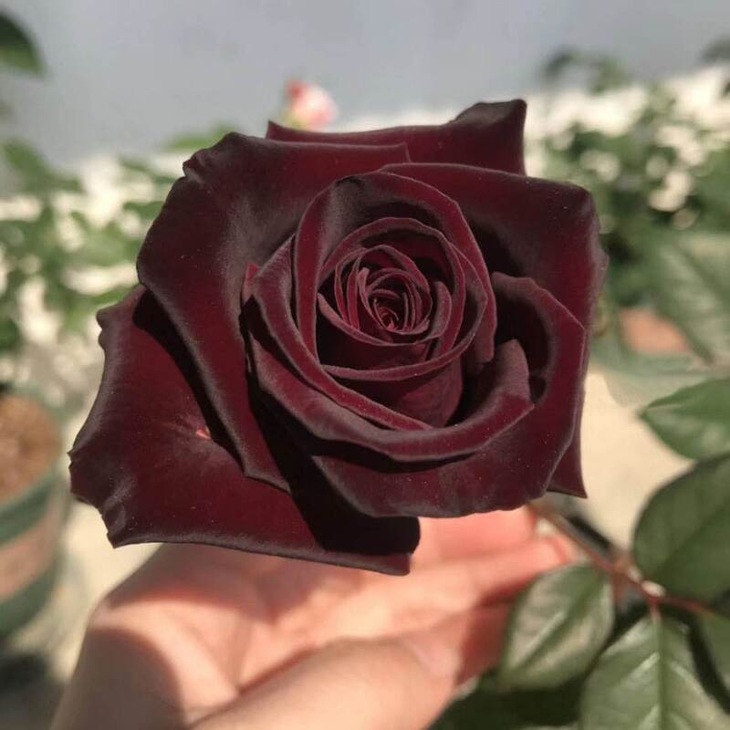 Biji mawar 100 butir bunga pernikahan ibu gadis teman hadiah bunga merah gelap empat musim mudah untuk hidup luar ruangan balkon mawar