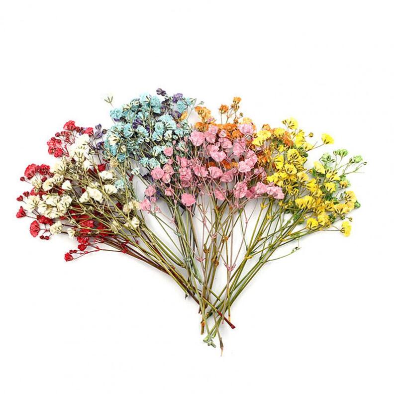 Ramos de flores secas coloridas, flores de prensa realistas, exquisitas flores de aliento de bebé, prensa de moda